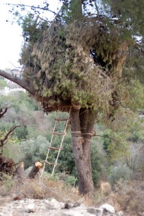 What’s Hidden Behind the Pastoral?, 2009
